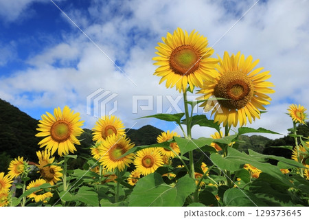 向日葵田 3449 129373645