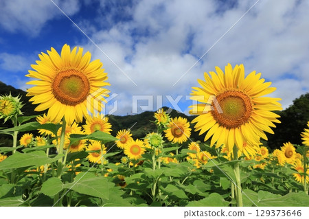 向日葵田 3451 向日葵田 3451 129373646