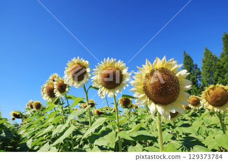 白色向日葵3702 129373784