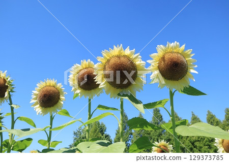 白色向日葵3704 129373785