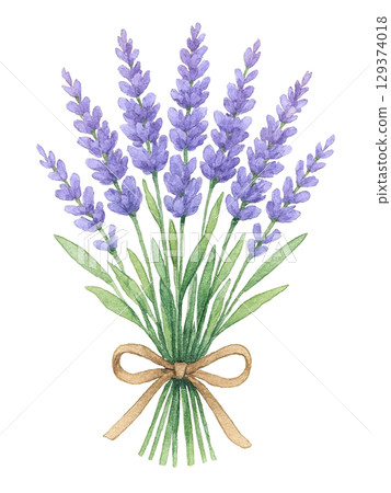 水彩系列：薰衣草花束 129374018