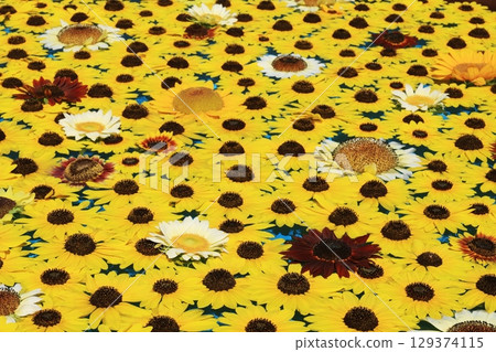 向日葵3652 129374115