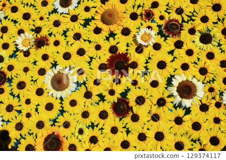 向日葵3658 129374117