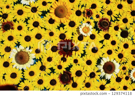 3661向日葵 129374118