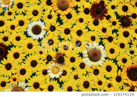 Sunflower 3661 Sunflower 3661 129374119