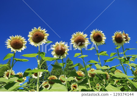 White Sunflower 3691 129374144