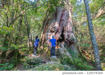屋久島白谷雲水峽的屋久杉二代大杉（8月）深受遊客歡迎。 129374169