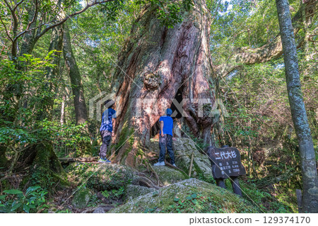 第二代屋久杉，屋久島白谷雲水峽（8月） 129374170