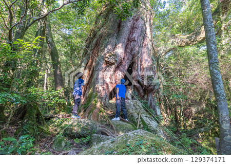 屋久島白谷雲水峽（8月）－遊客眾多 129374171