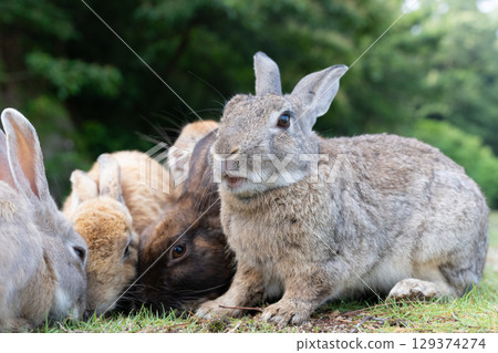 Singing Okunoshima Rabbit Singing Okunoshima Rabbit 129374274
