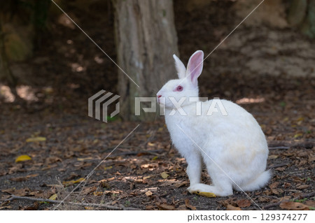 White rabbit looking up at the sky 129374277