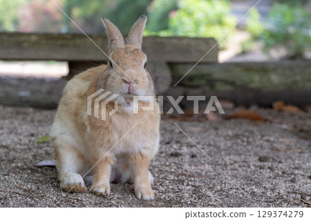 Dosukoi兔子的紀念照片 129374279