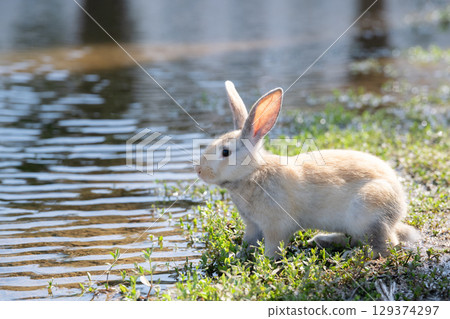 Baby rabbit by the water Baby rabbit by the water 129374297