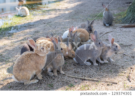 一群兔子聚集在樹蔭下 129374301