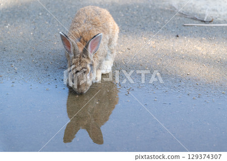 兔子飲用水 兔子飲用水 129374307