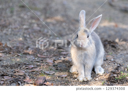 一隻小兔子強忍睡意，拍一張紀念照 129374308