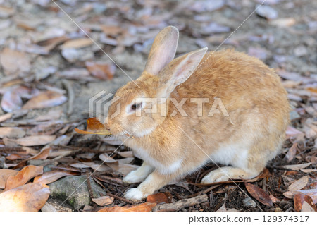 Rabbits eating leaves Rabbits eating leaves 129374317