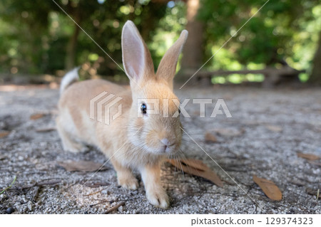 小兔子對相機表現出興趣 小兔子對相機表現出興趣 129374323