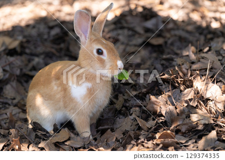 Baby rabbit eating leaves Baby rabbit eating leaves 129374335