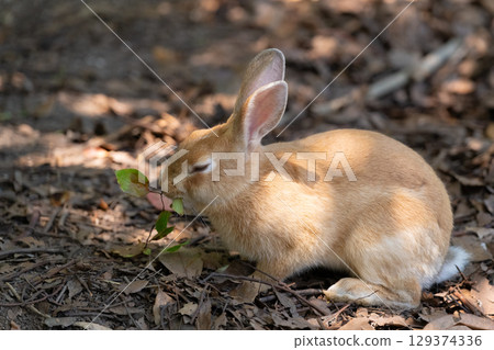 Baby rabbit eating leaves Baby rabbit eating leaves 129374336