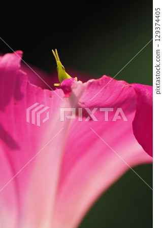 一隻小蚱蜢正在吃牽牛花的花瓣 129374405