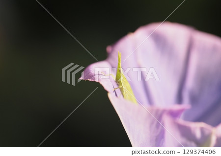Purple morning glory flowers and baby grasshoppers 129374406