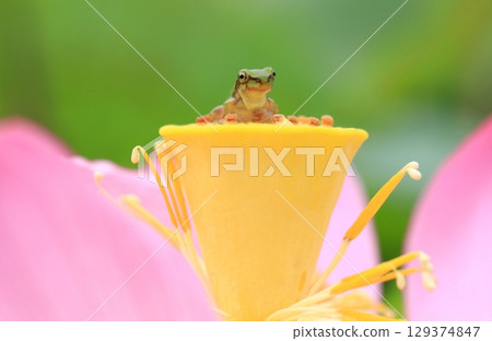 Tree frog and lotus 7346 129374847