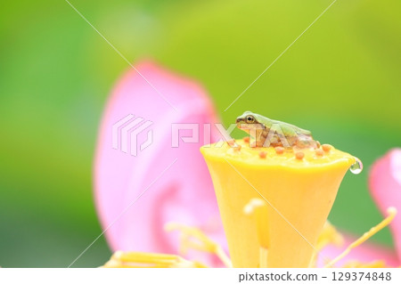 Tree frog and lotus 7236 129374848