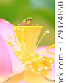 樹蛙與蓮花 7314 129374850