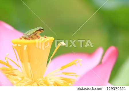 樹蛙與蓮花 7353 129374851