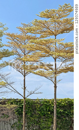 Vertical trees with outdoor cane wall and blue sky 129374989