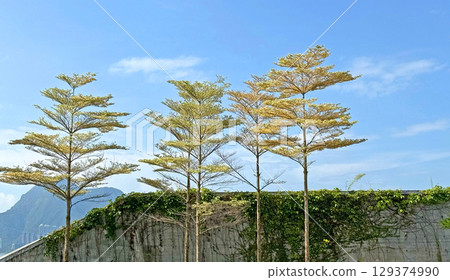 Few trees with outdoor rattan wall and blue sky Few trees with outdoor rattan wall and blue sky 129374990