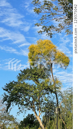 Vertical trees with black outdoor street lamp, white cloud and blue sky Vertical trees with black outdoor street lamp, white cloud and blue sky 129375042