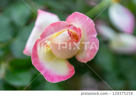 pretty pink roses pretty pink roses 129375258
