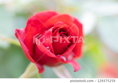 Red roses and waterdrops Red roses and waterdrops 129375259