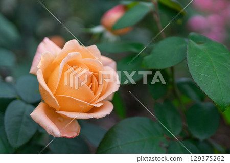 可愛的淡橙色玫瑰 129375262