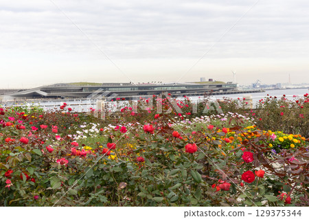 Yamashita Park, Yokohama - Rose scenery 129375344
