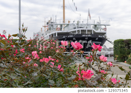 Yamashita Park, Yokohama - Rose scenery 129375345