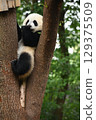 熊貓寶寶正在啃著它最喜歡的樹上的葉子 129375509