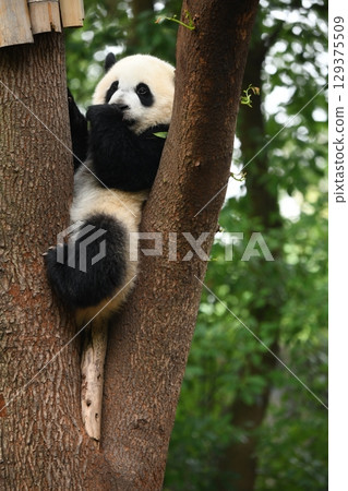 熊貓寶寶正在啃著它最喜歡的樹上的葉子 129375509