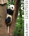 熊貓寶寶正在啃著它最喜歡的樹上的葉子 129375510