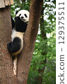 熊貓寶寶正在啃著它最喜歡的樹上的葉子 129375511