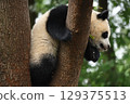 小熊貓在他最喜歡的樹上 129375513