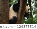 小熊貓在他最喜歡的樹上 129375514