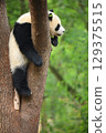 小熊貓在他最喜歡的樹上 129375515