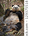 熊貓媽媽吃飯睡覺 129375518