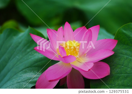 Lotus 2618 Lotus 2618 129375531