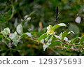 A black-winged dragonfly resting on a leaf 129375693
