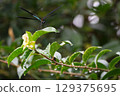 A black-winged dragonfly resting on a leaf 129375695