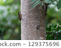 Abra Zemi catching trees 129375696